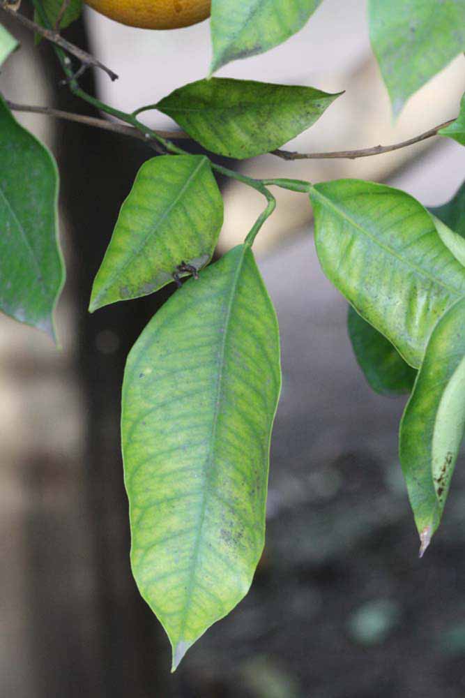              Unifoliolate leaf (Rotuma Island, Riverside, CA)       